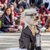 Devo Dog, Hedwig The Angry Dog & Ira Glass Dog: 77 Photos From The Great PUPkin